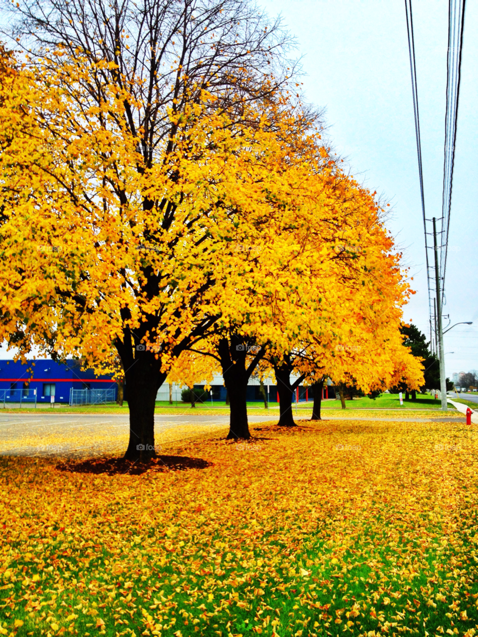 mississauga grass tree leaves by michael_aldsworth