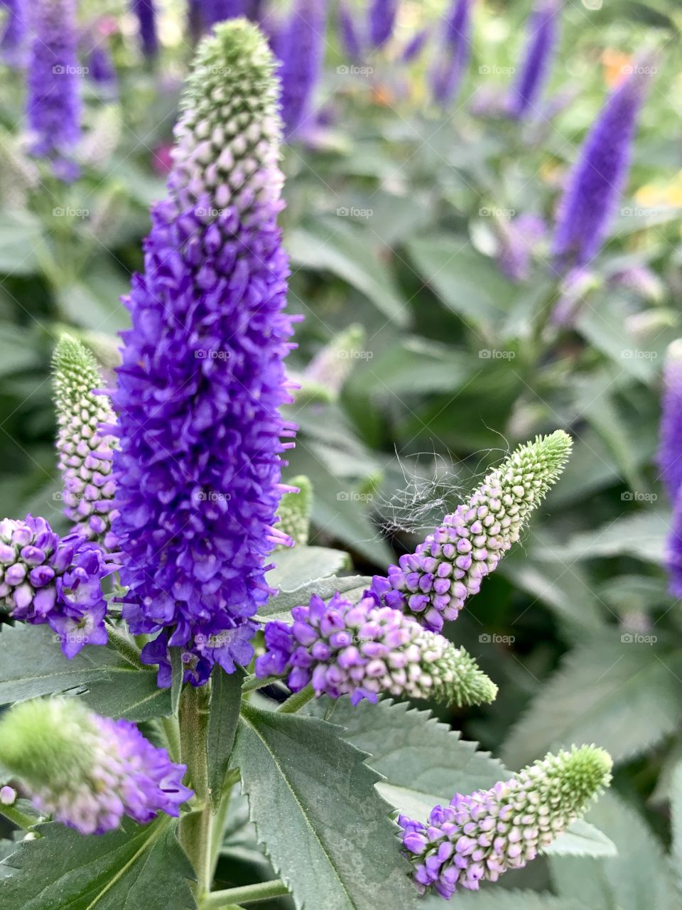 Speedwell plants in bloom