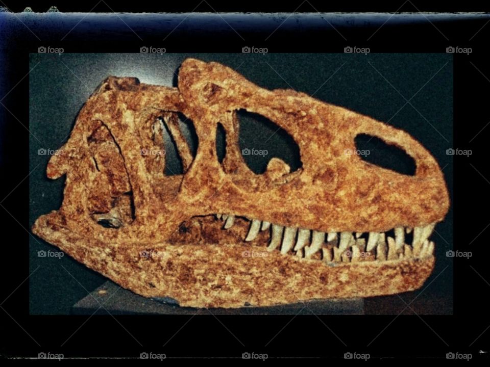 dinosaurs skull in a museum.