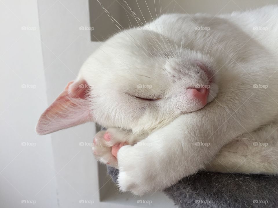 Sleeping cat 