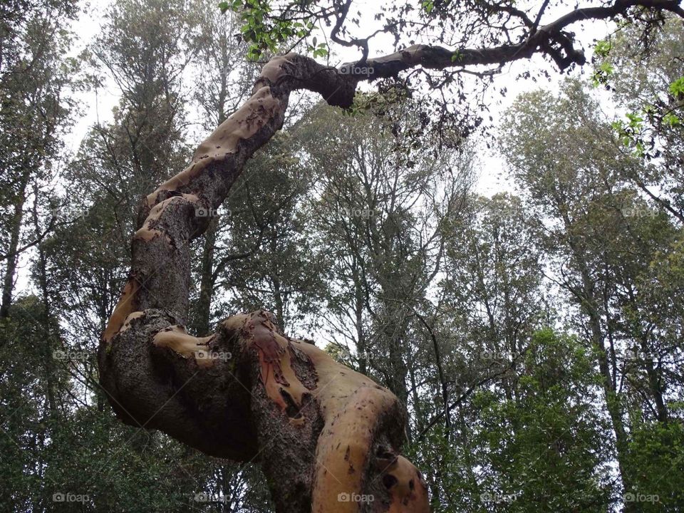 Gnarled tree
