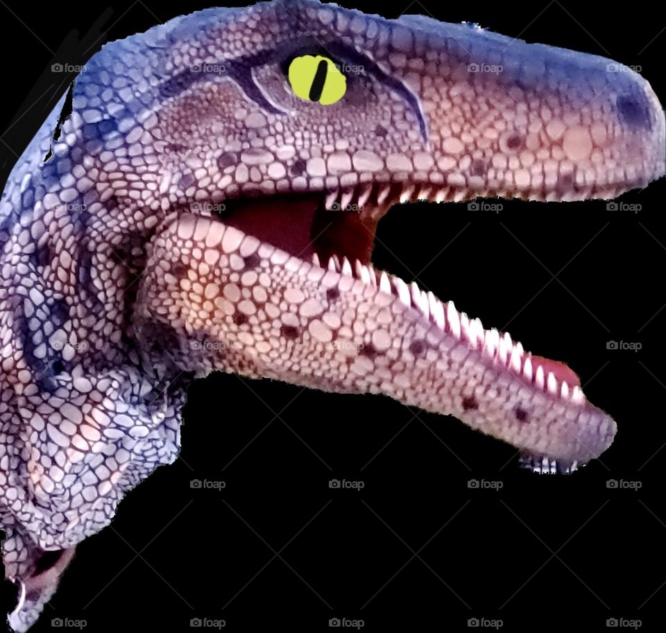 velociraptor