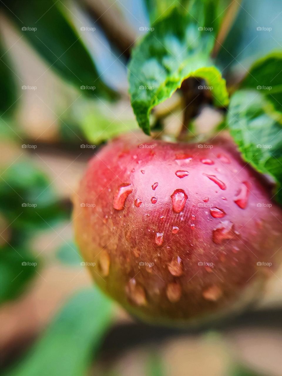 A red apple on a branch