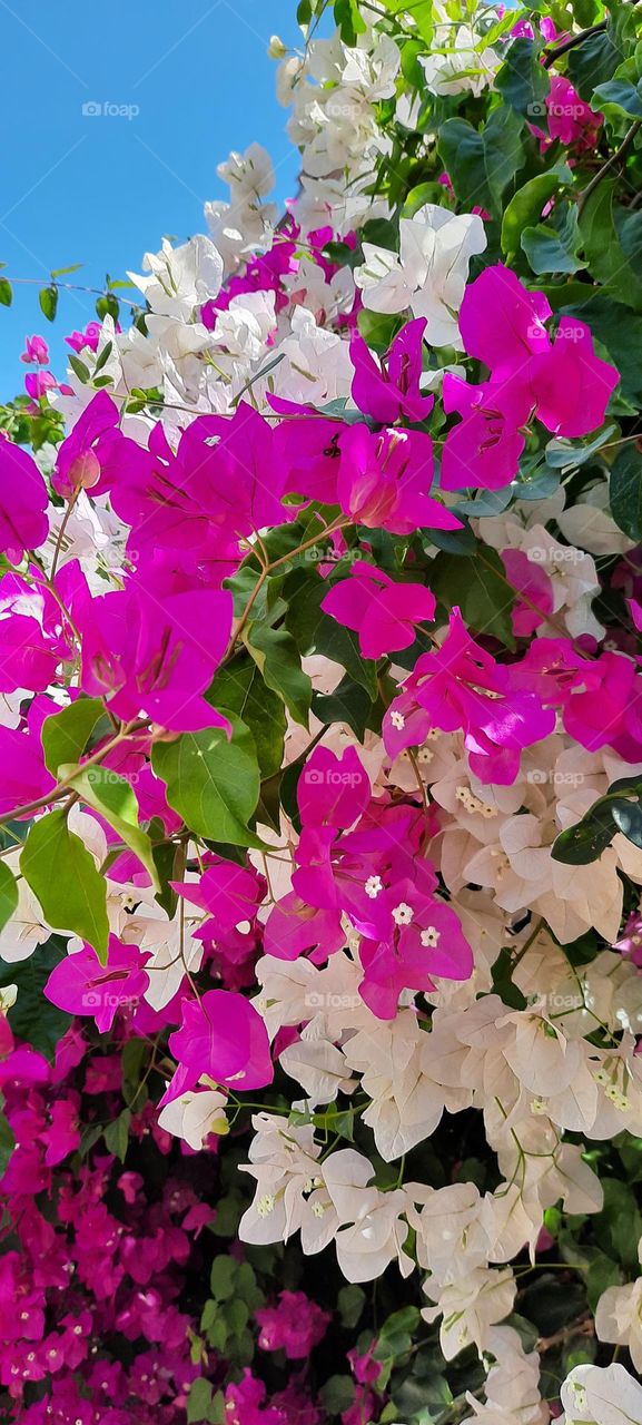 Bougainvillea. Бугенвиллия.