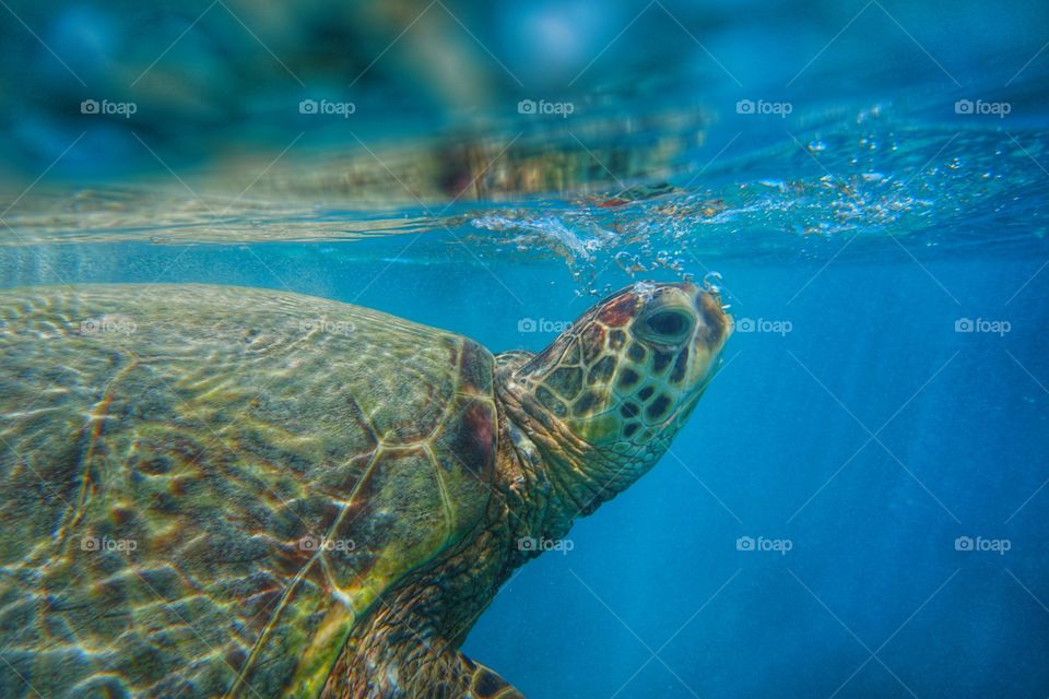 Hawaiian sea turtle