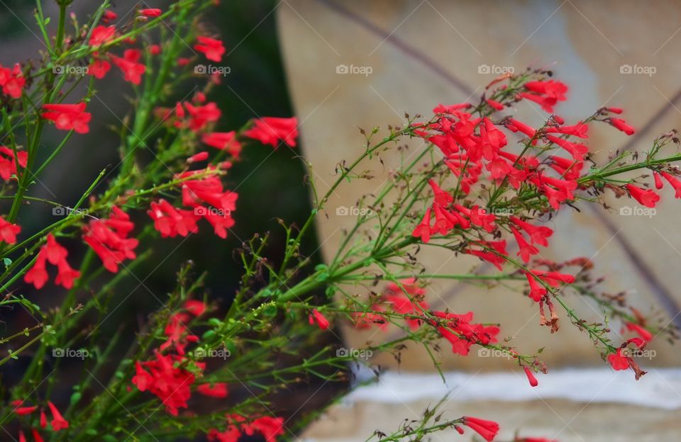 Beautiful Firecracker bush