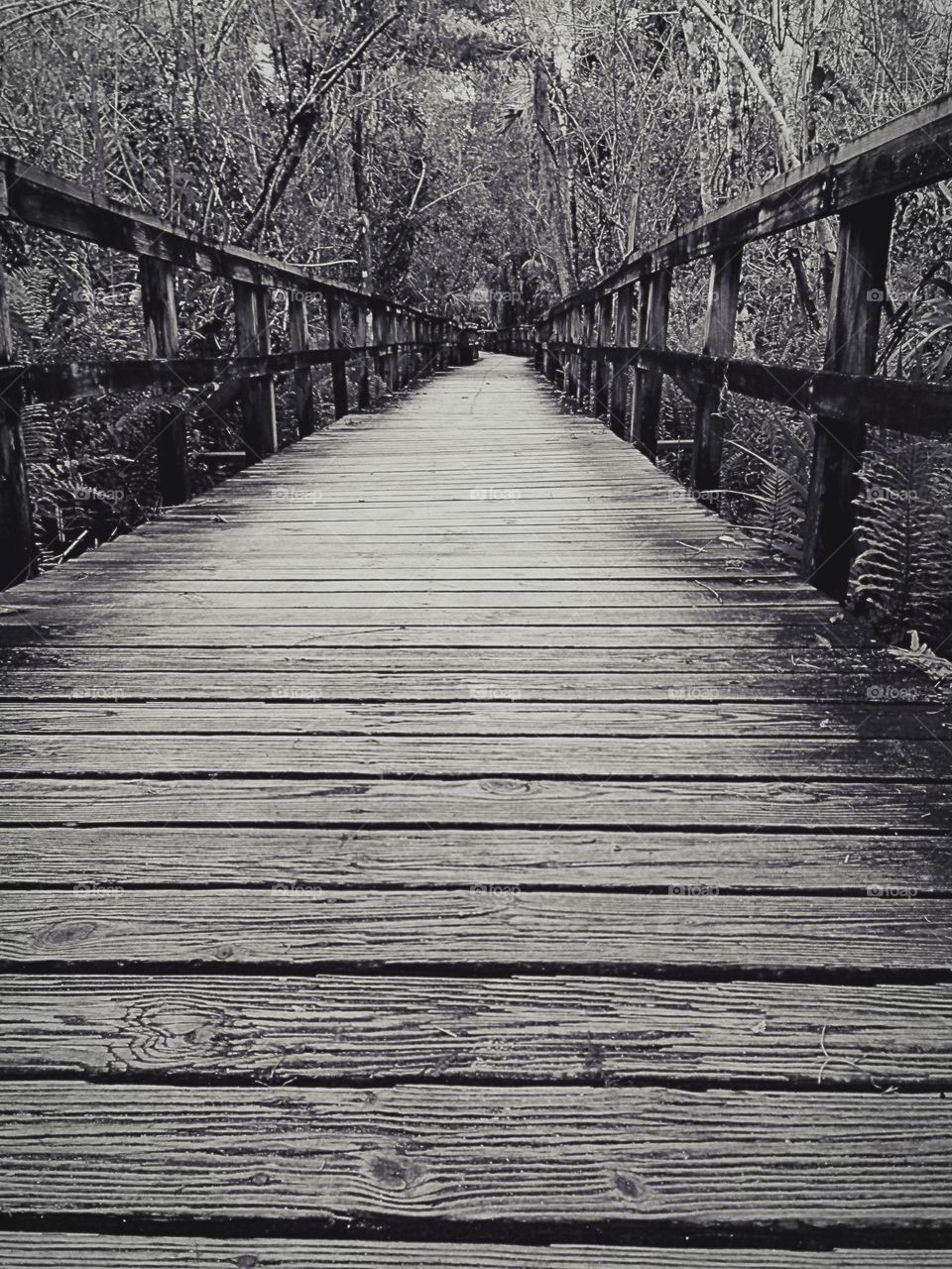Mysterious forest boardwalk.