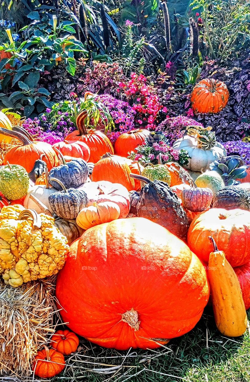 Gourds and Pumpkins