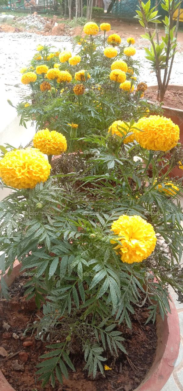 Happy Blooms 🌼❤️