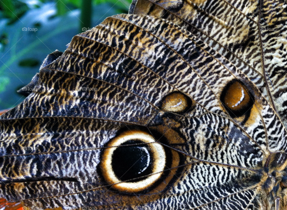 nature close closeup pattern by nivoa