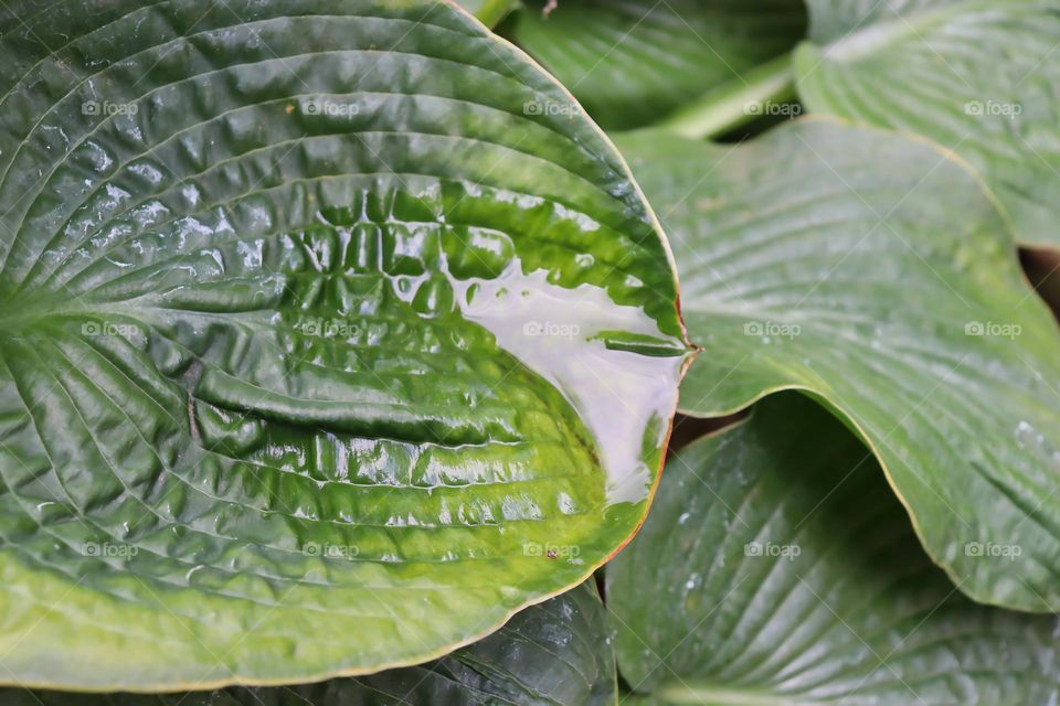 Leaf of plantain lily plant. 
