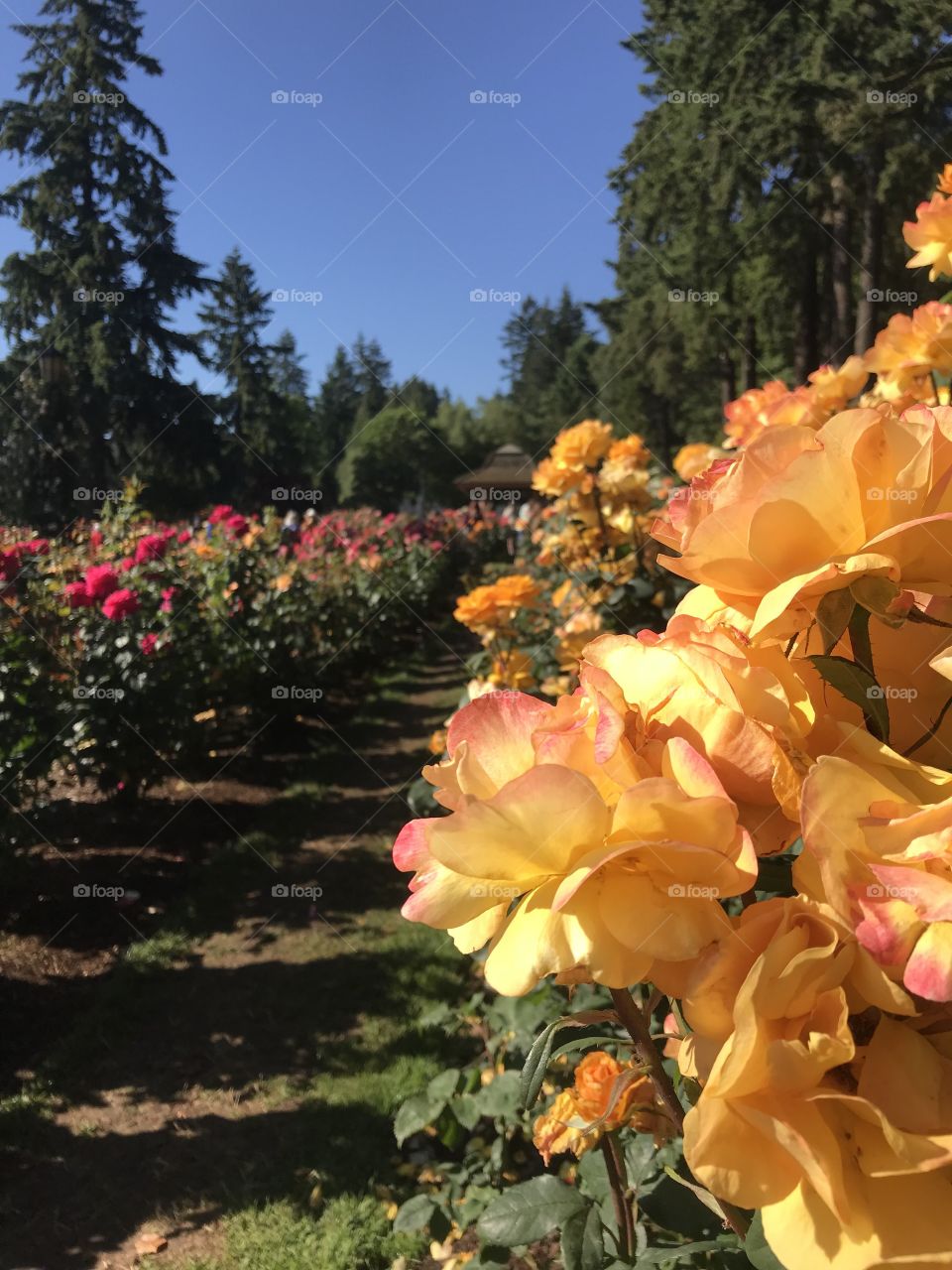 Rose garden in Portland, Oregon