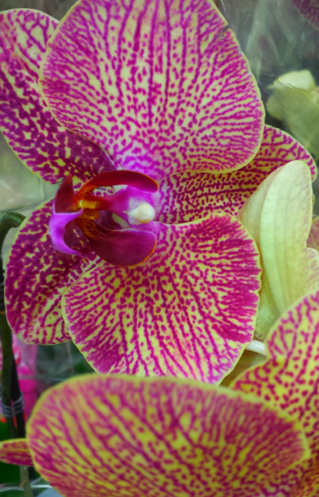 Iris