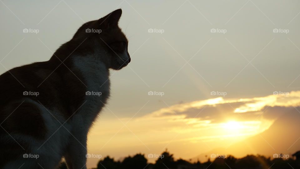 Sunset#cat#animal