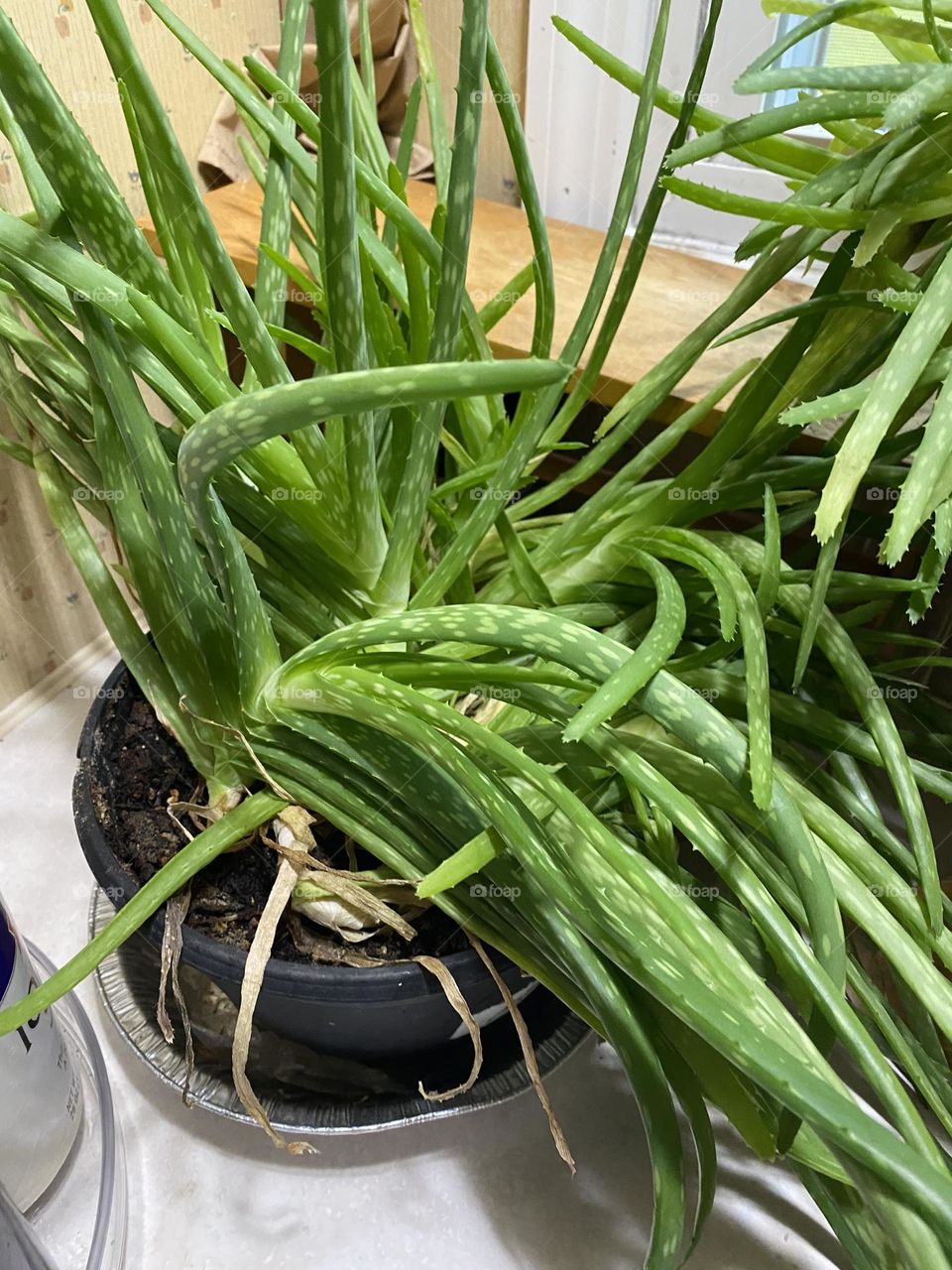 I  need to  repot her 