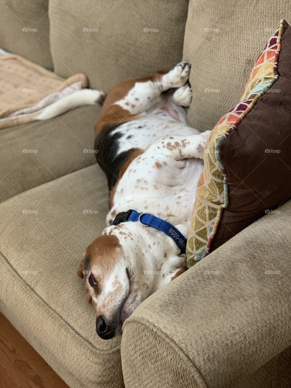 Beagle laying down