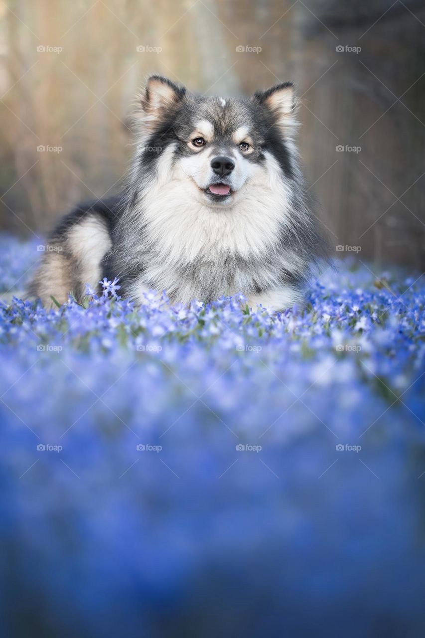 Portrait of a young Finnish Lapphund dog lying down among spring flowers