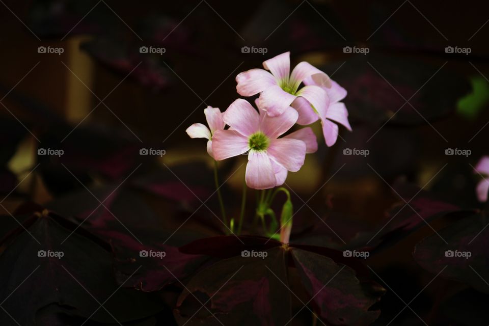 Pink flower