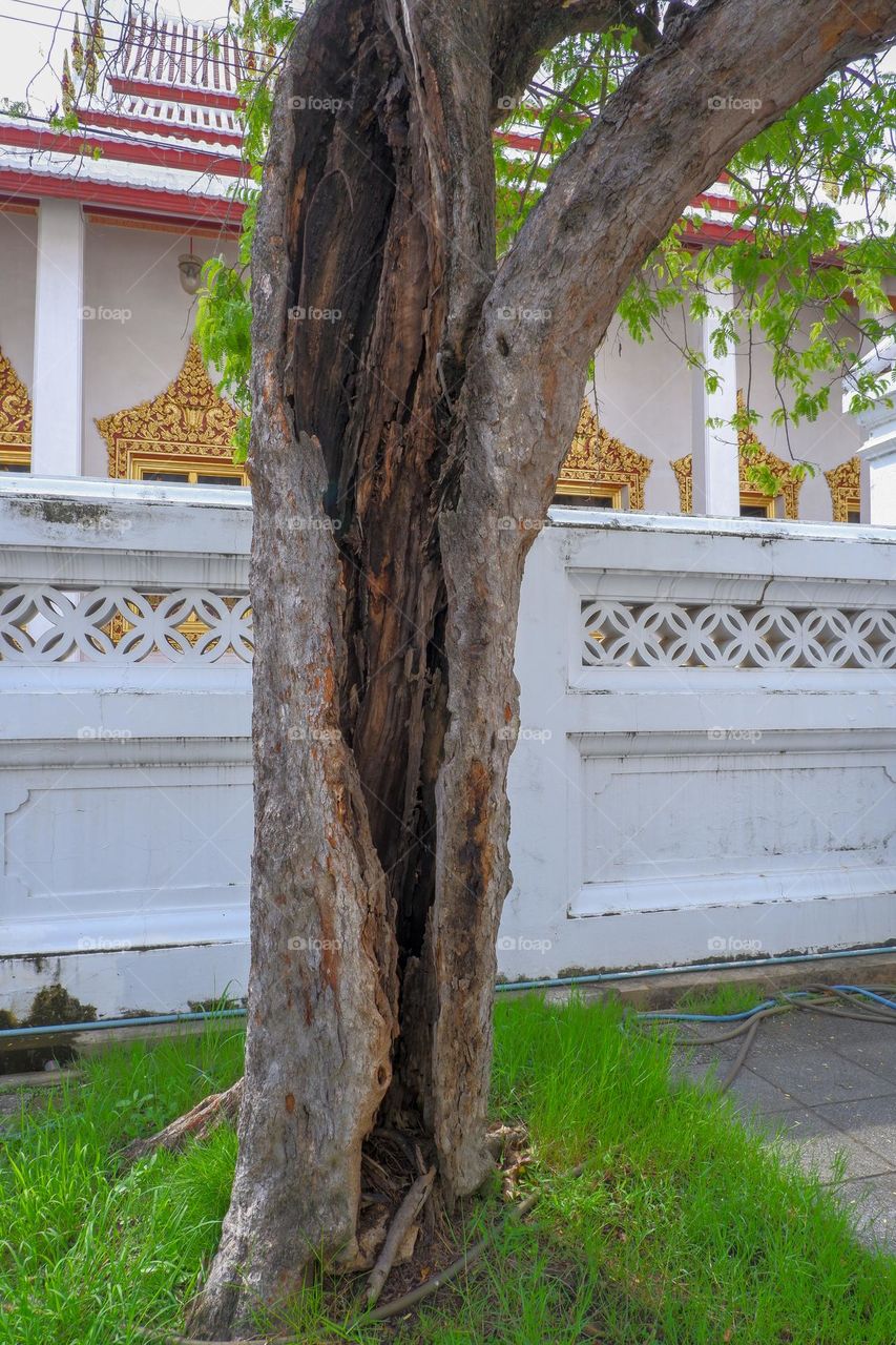 incomplete tree in the trunk part becomes a pole The background is a temple.