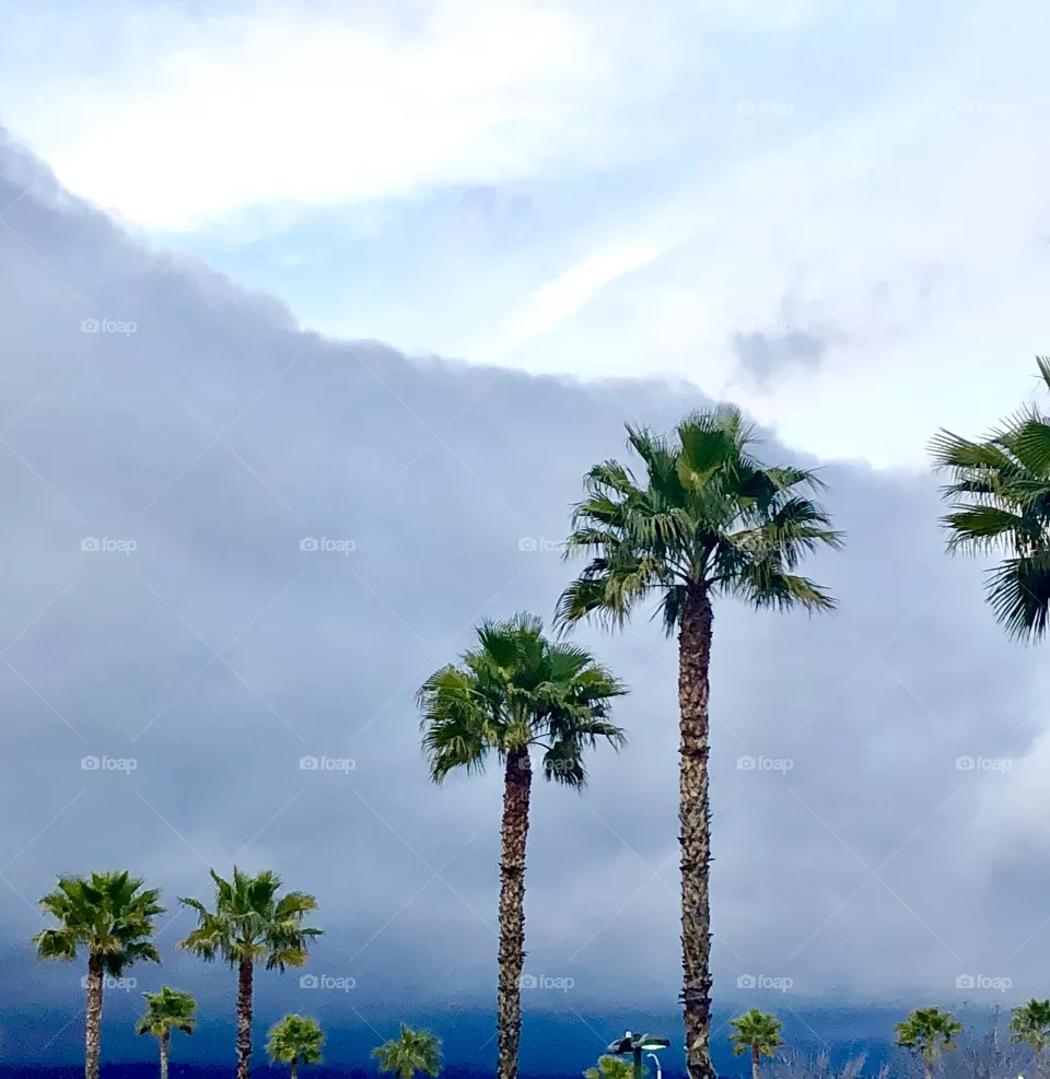 Palm Trees