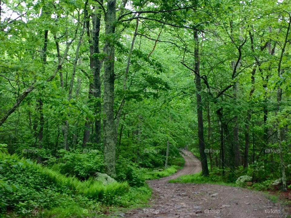 Wooded trail 