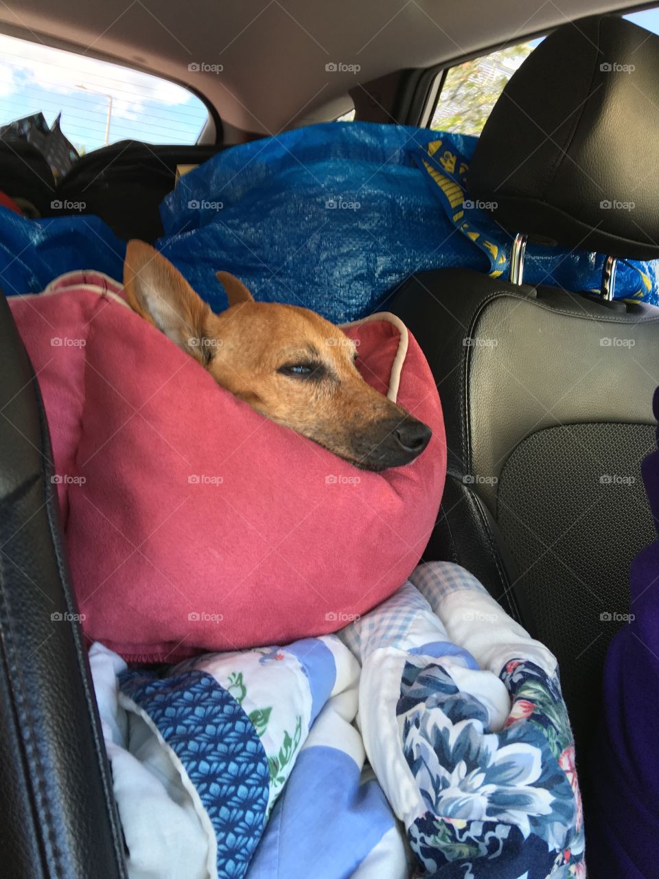 Traveling with a dog between two separate front seats. Blankets raise dog bed high for seeing😄🐾