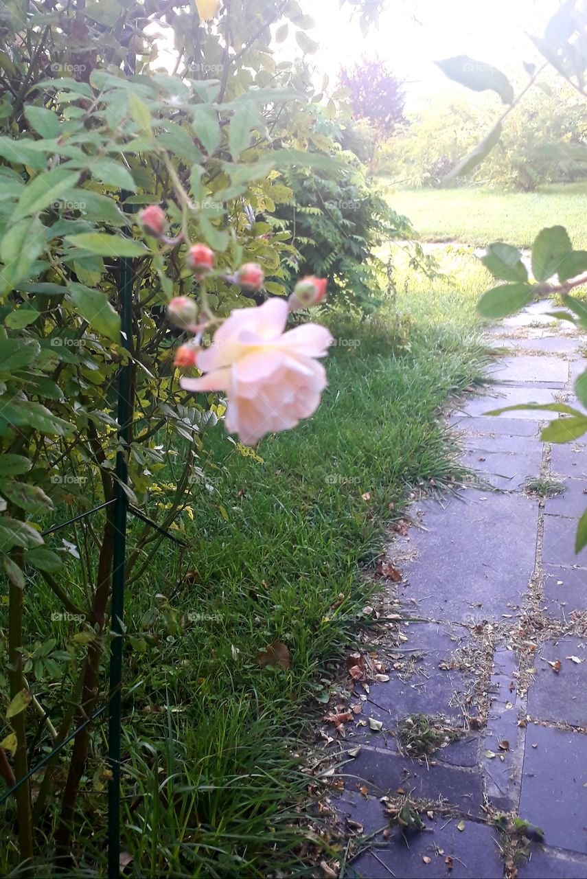 blooming pink rose over a stone path at dawn