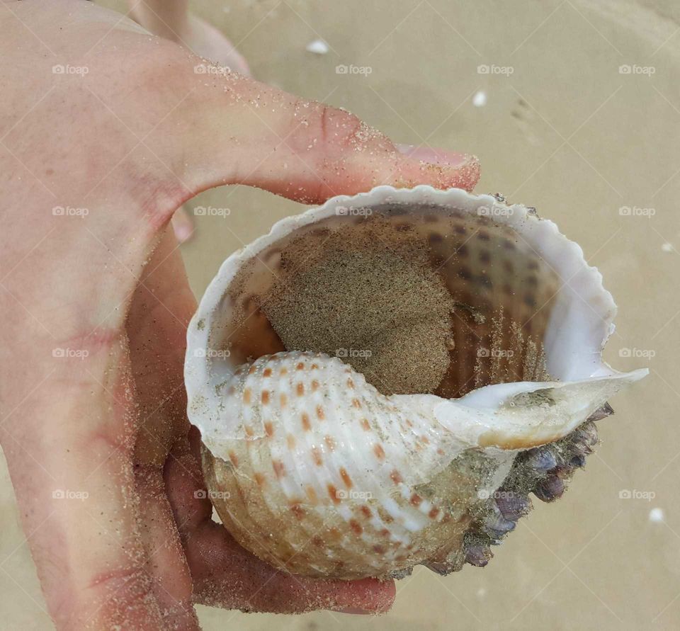 shell