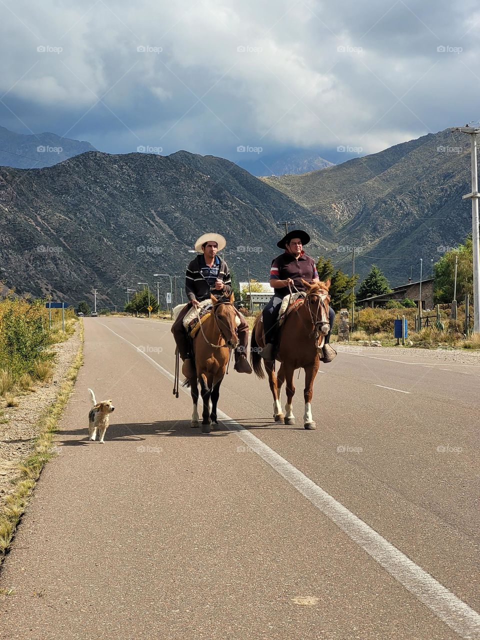 el perro que acompaña en paisaje de montaña mendocina