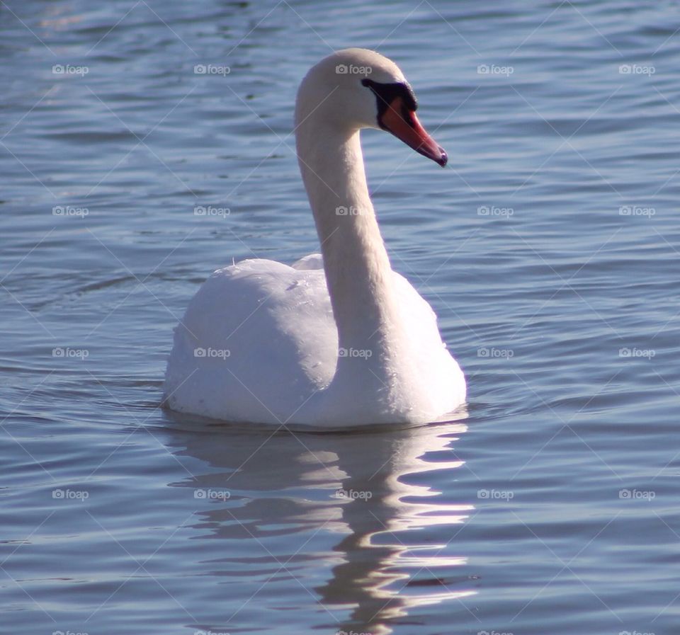 Swan 