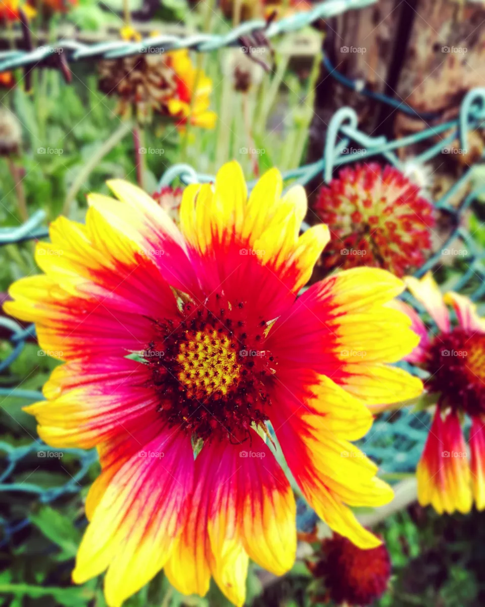 flower