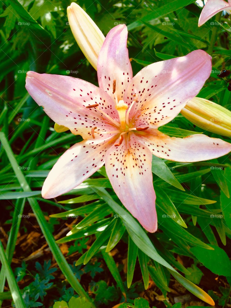 This is a photo of a Lily