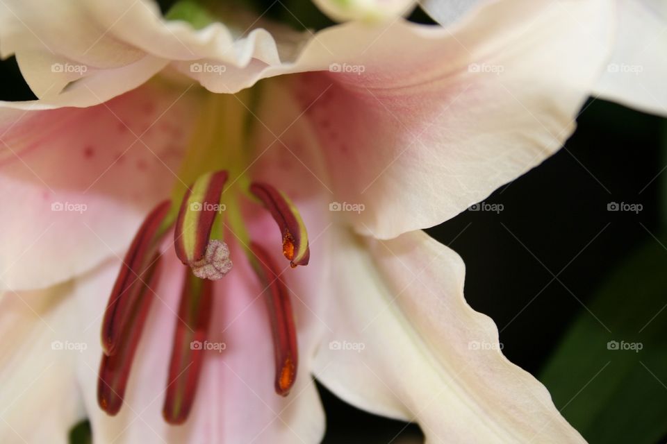Stargazer Lily 