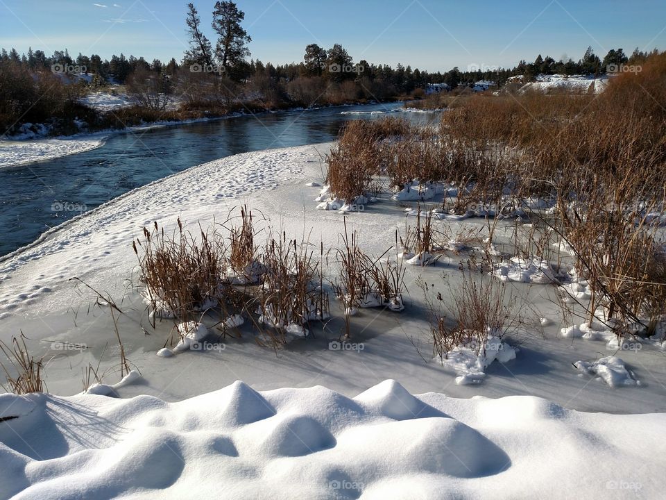 Frozen Cattails in River Central Oregon Redmond Deschutes