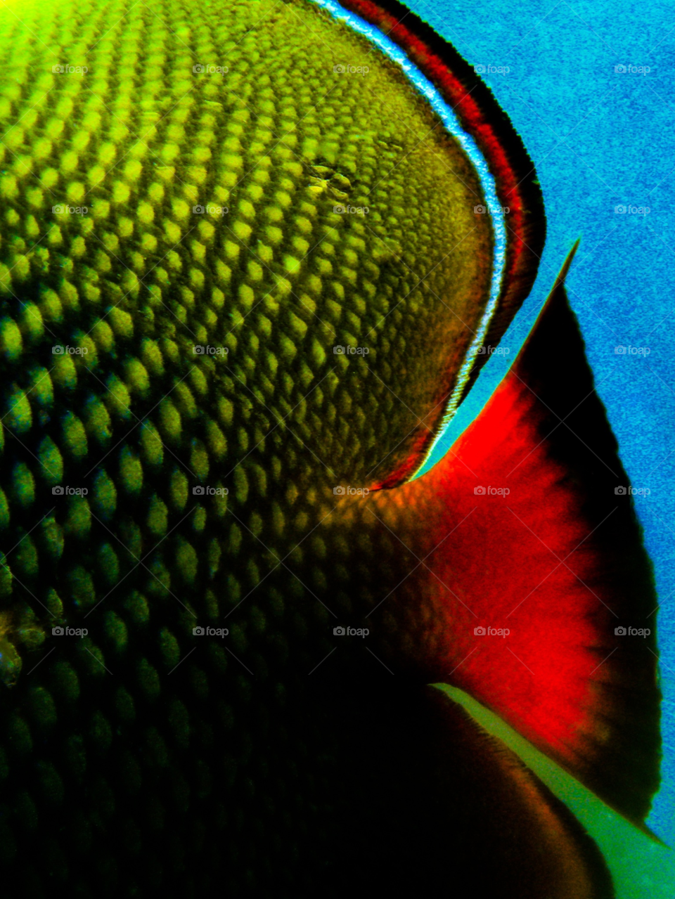 underwater ocean fish colours by skepparkranz