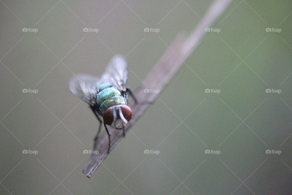 fly macro green red single