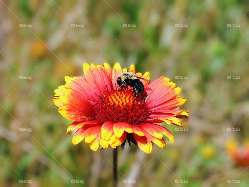 Bee on the flower