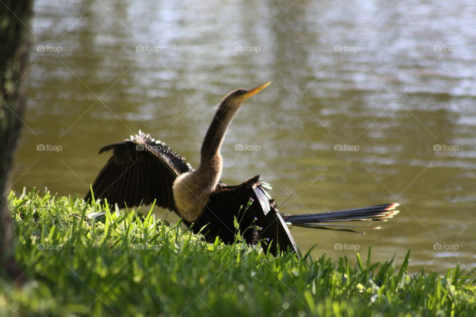 Cormorant bird spreading it's wings