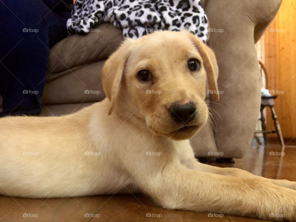 Closeup of young retriever puppy lying down on hardwood floor looking into camera 