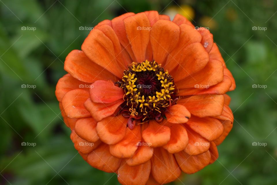 A deep orange flower in the sun