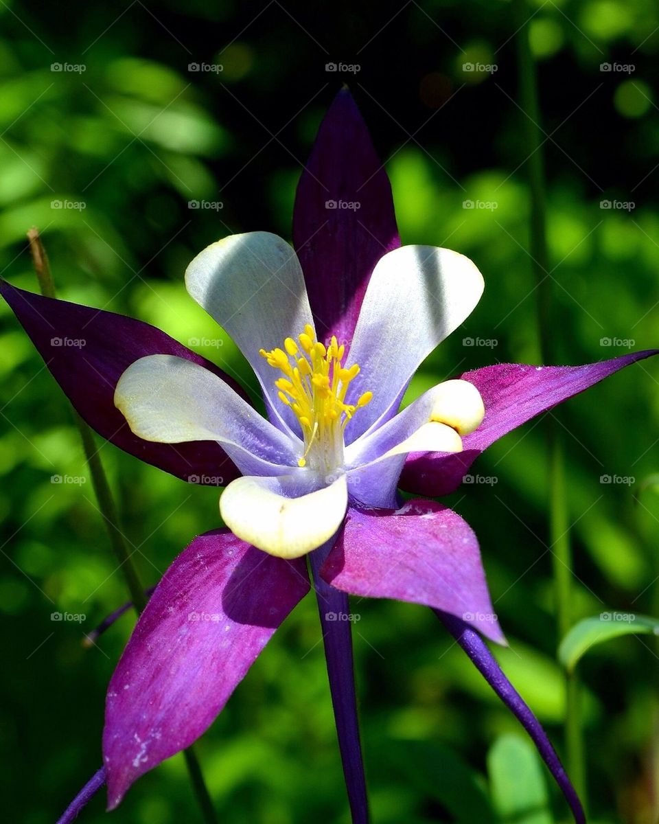 High angle view of flower