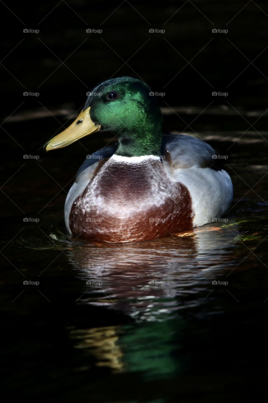 Mallard duck