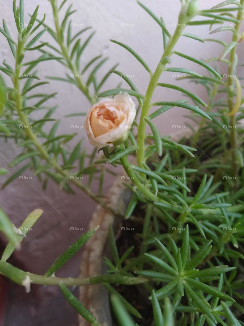 yellow flower bud shurb small in size fresh seasonal looking very beautiful generally found everywhere