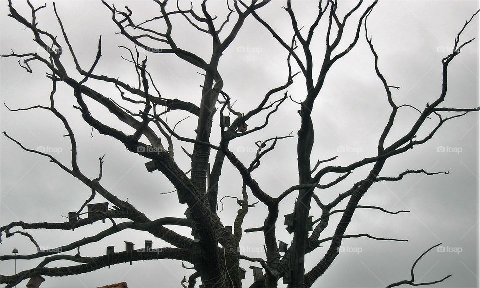 birds høysesong om the tree