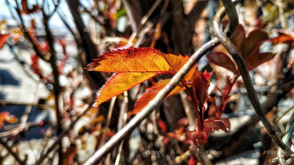 autumn leaves