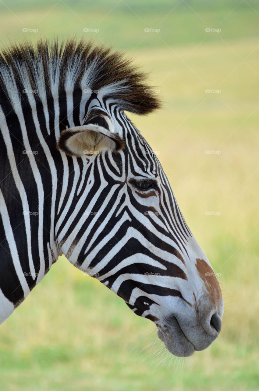 Zebra