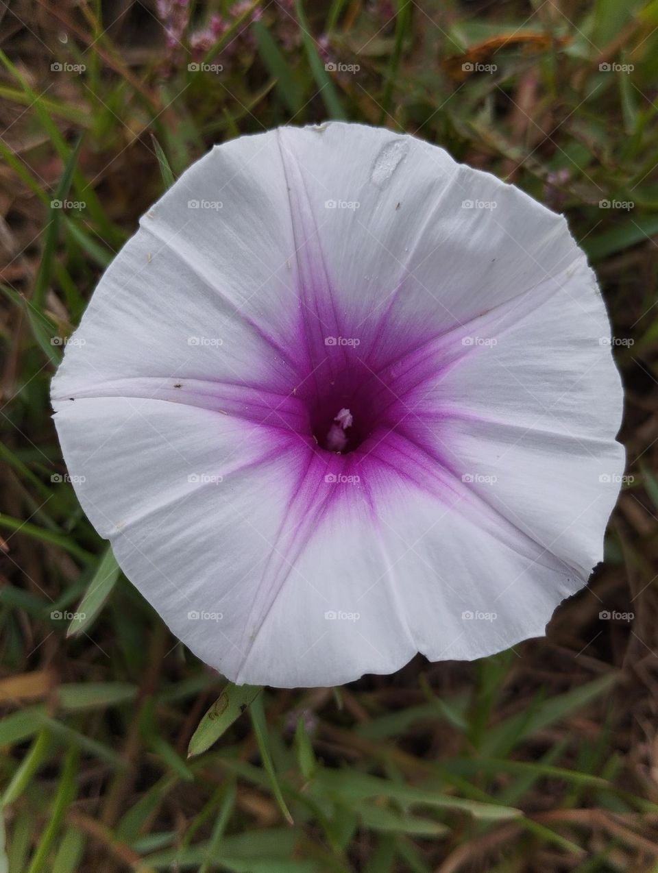 White flower in the ground