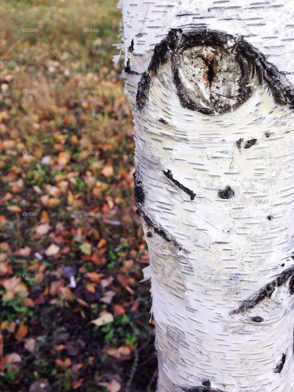 tree trunk with eye