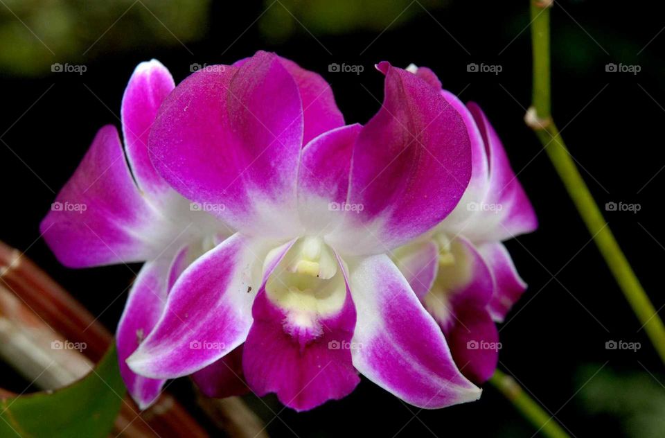 close-up Orchid