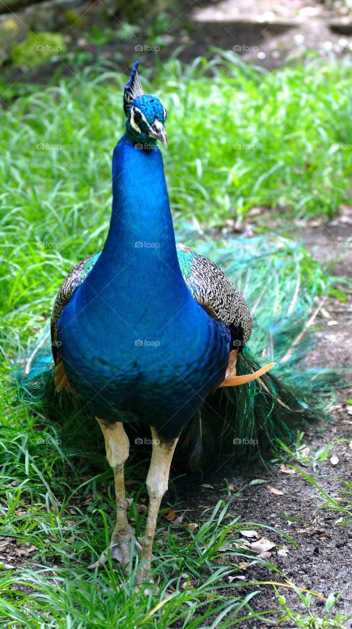 outdoors colors animal usa by refocusphoto